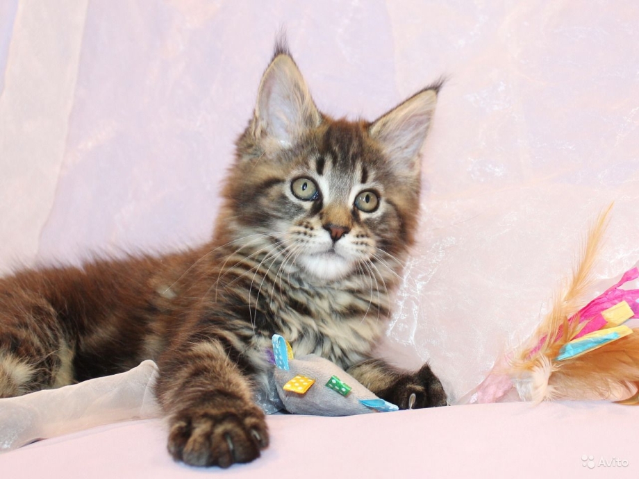 Кошка Мейн кун с котятами