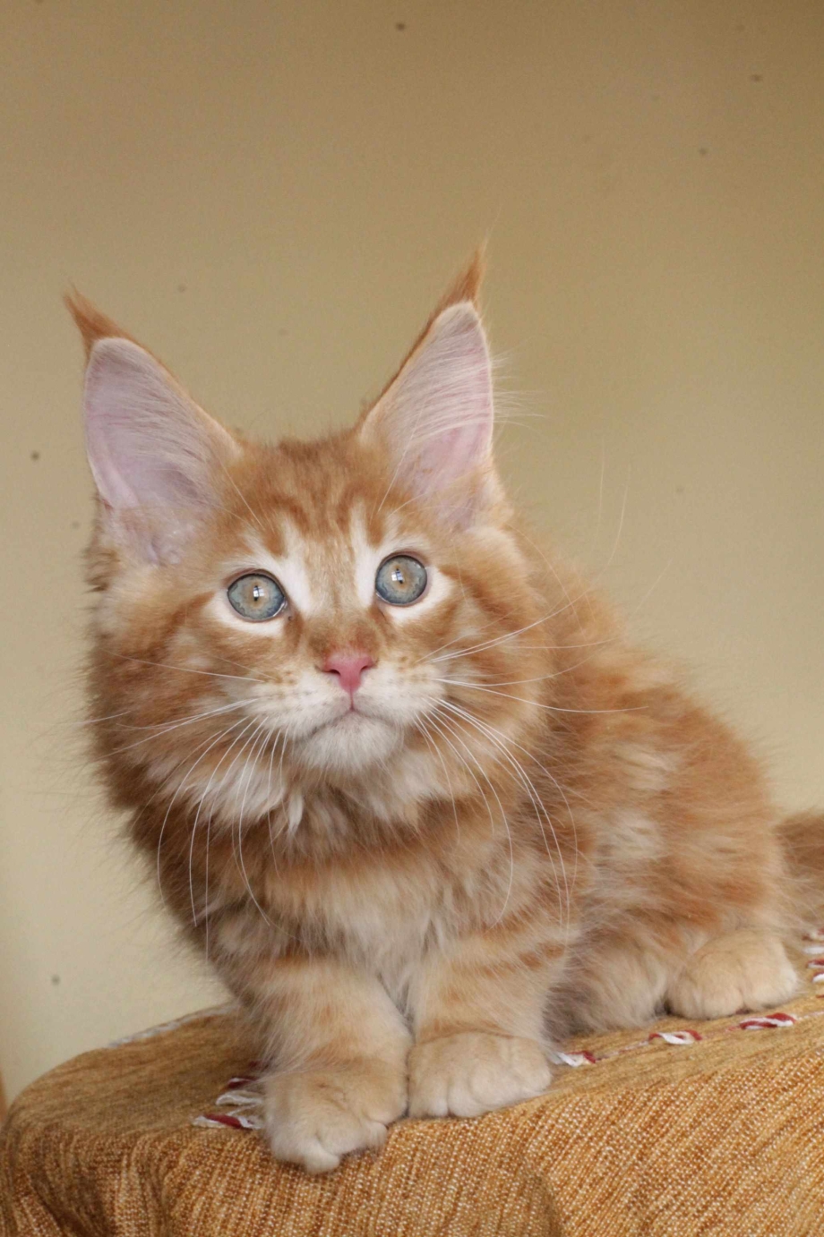 Котята Мейн кун