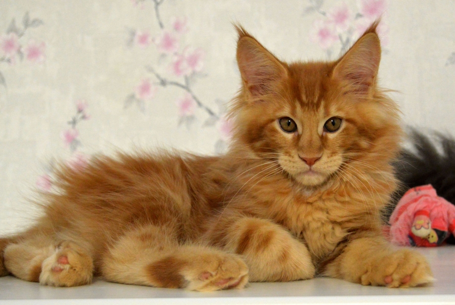 Котята Мейн кун питомник
