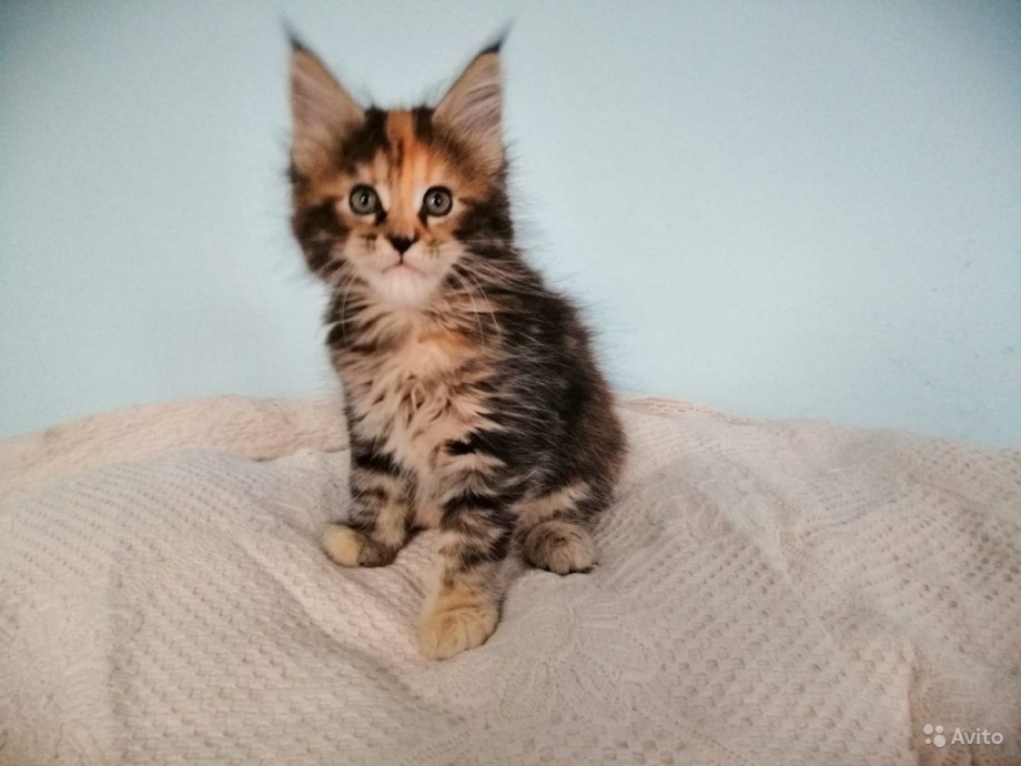Котята Мейн кун