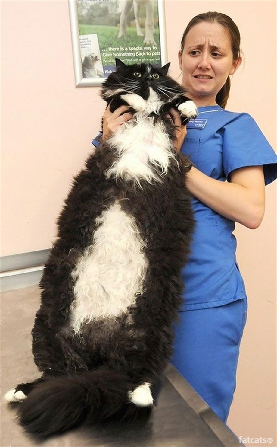 Самые большие кошки