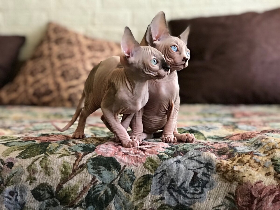 Кошки сфинкс Воткинск