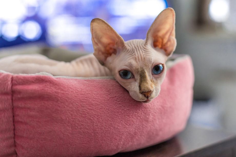 Чёрный сфинкс кошка