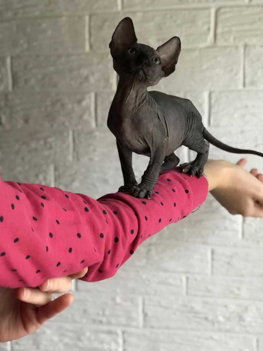Сфинкс кошка характер