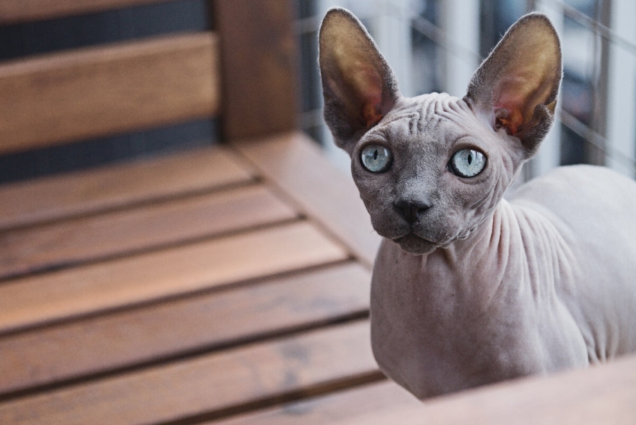 Коты скоты