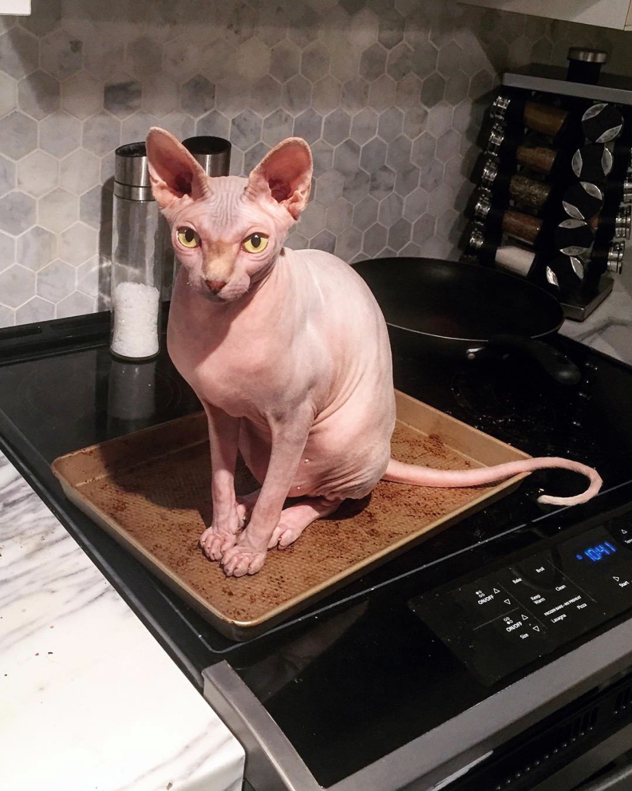 Актер с кошкой сфинкс