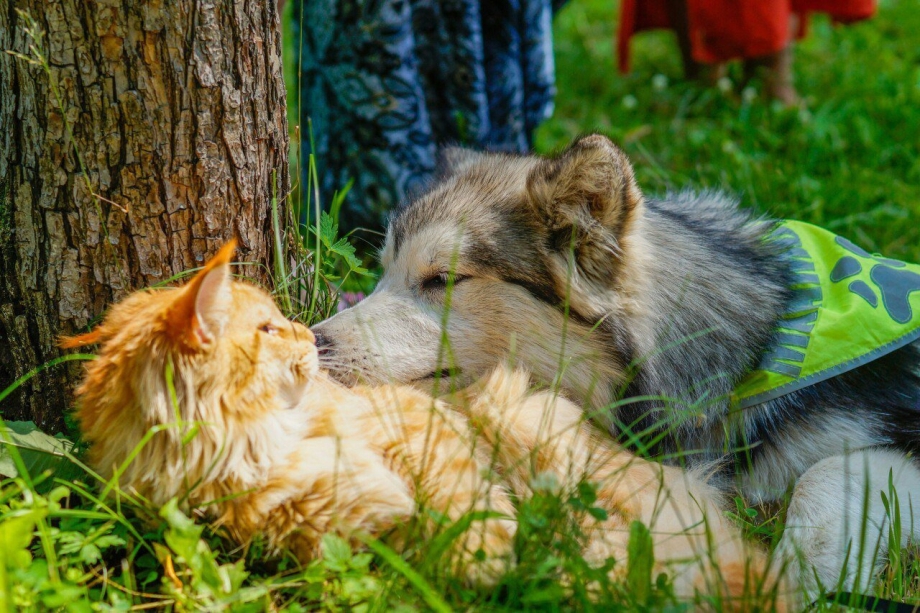 Маламут и Мейн кун