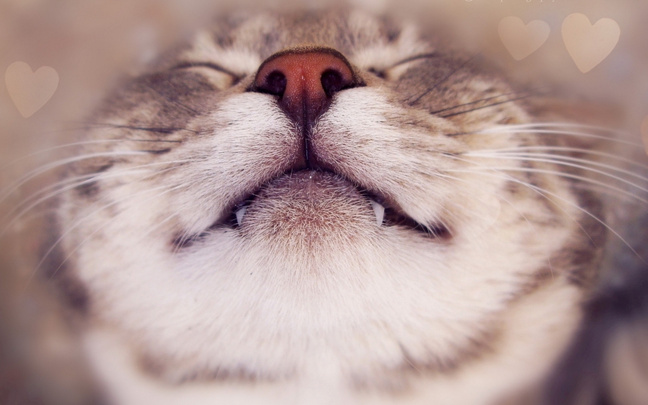 Довольная морда кота
