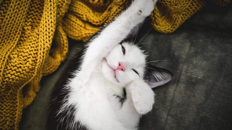 Кошачьи потягушки