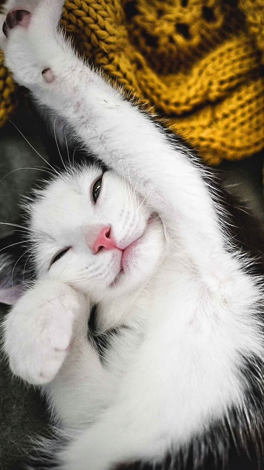 Доброе утро котенок
