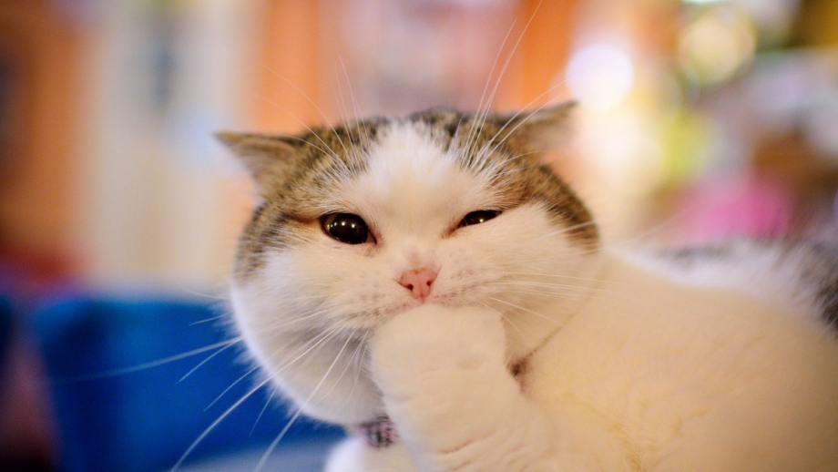 Довольный котик
