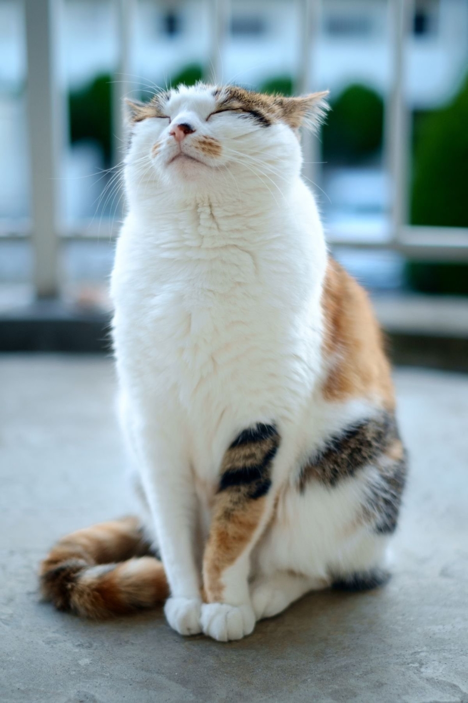 Кот улыбается
