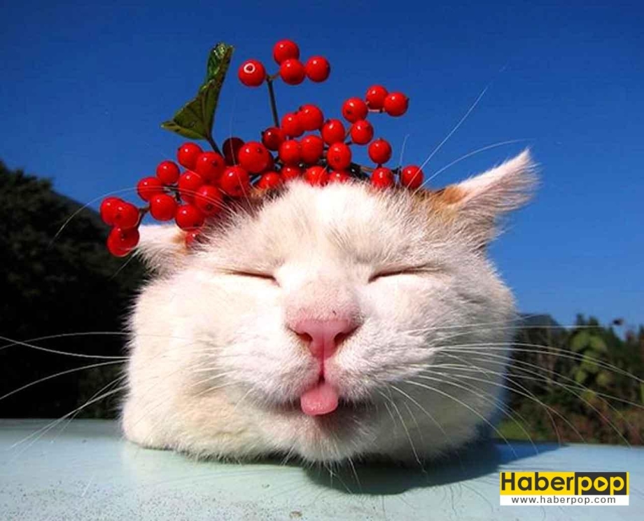 Счастливый кот