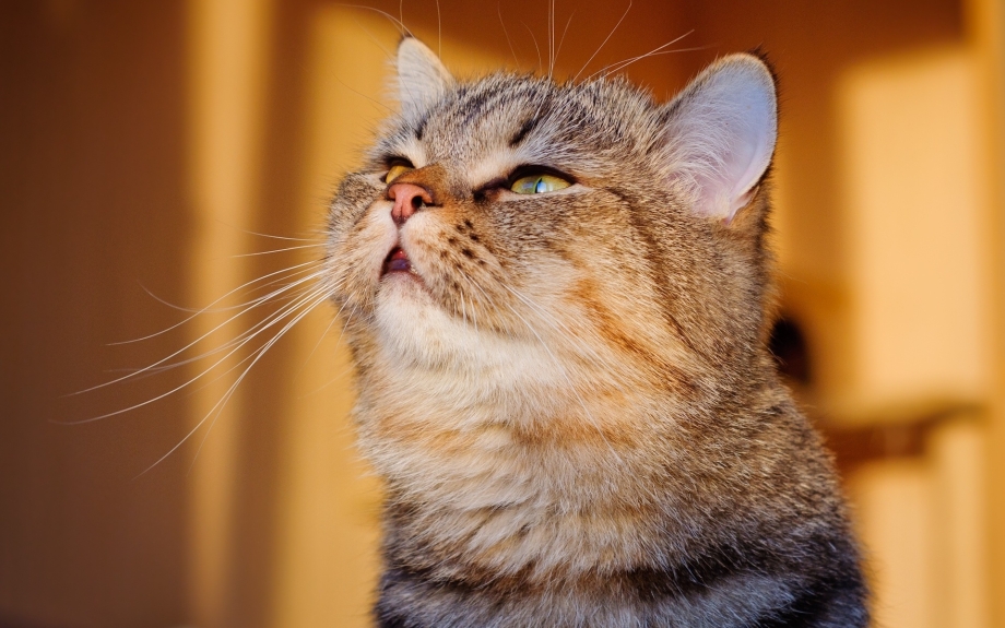 Забавные коты
