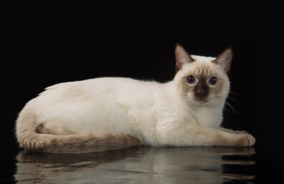 Тайская кошка