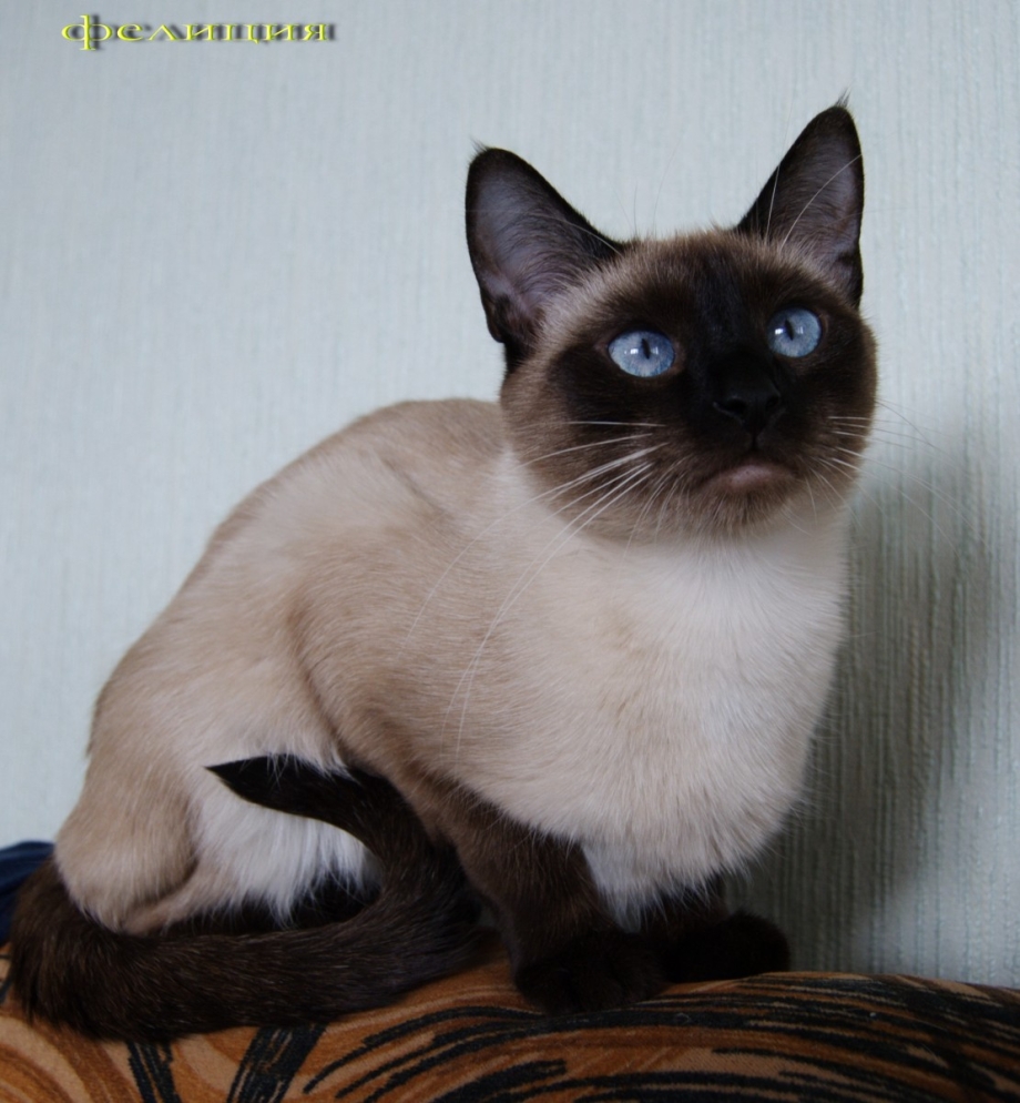 Тайская кошка колор Пойнт