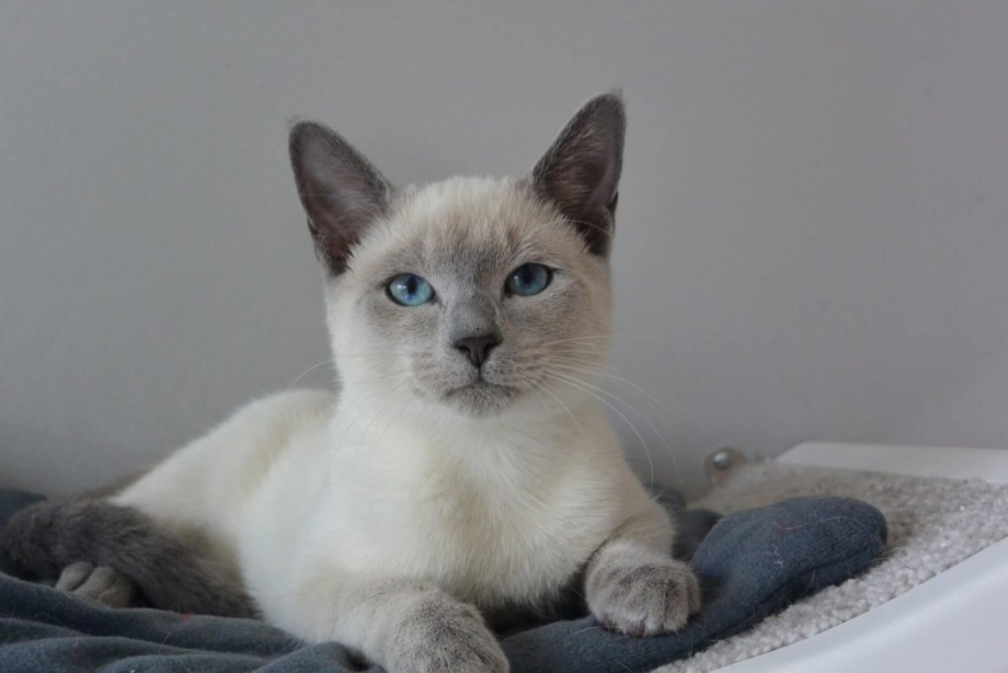 Сиамский кот колор Пойнт