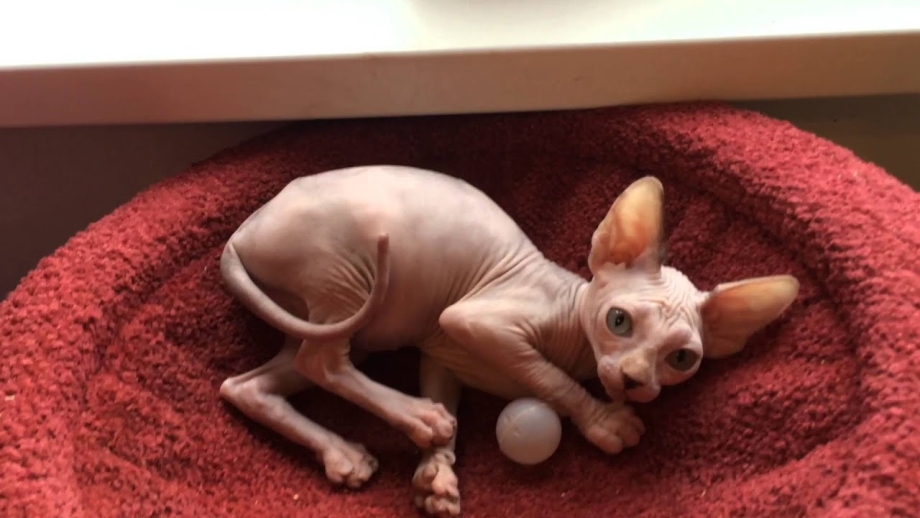 Кошки сфинкс играются