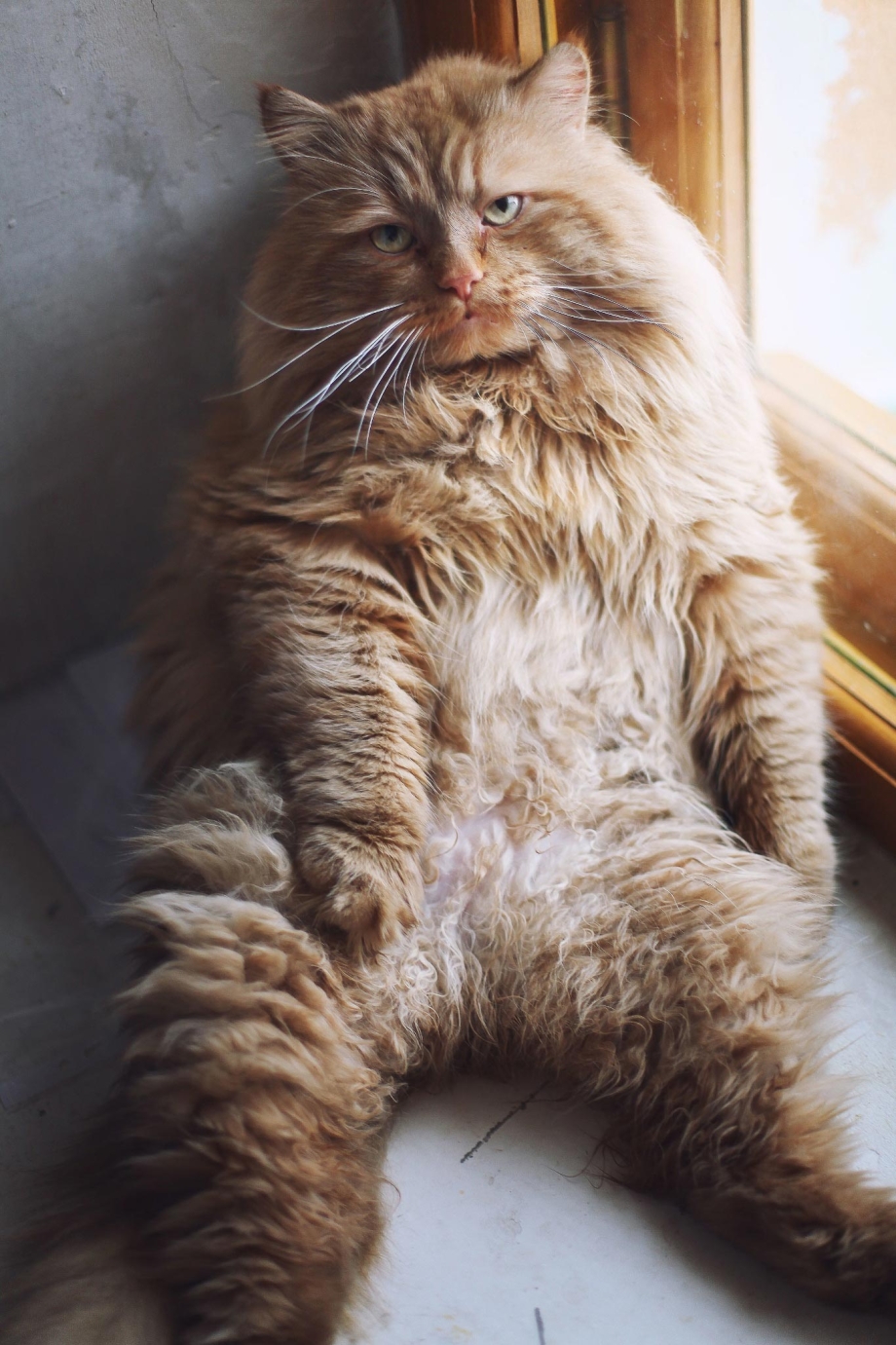 Очень лохматая кошка