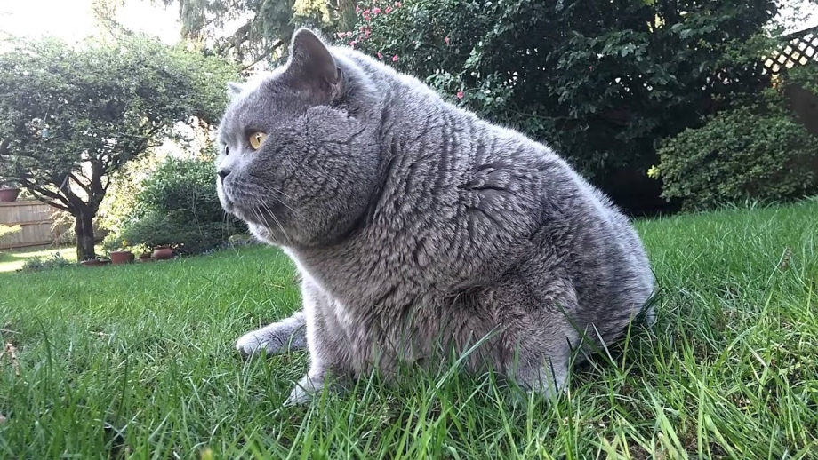 Жирный британский кот
