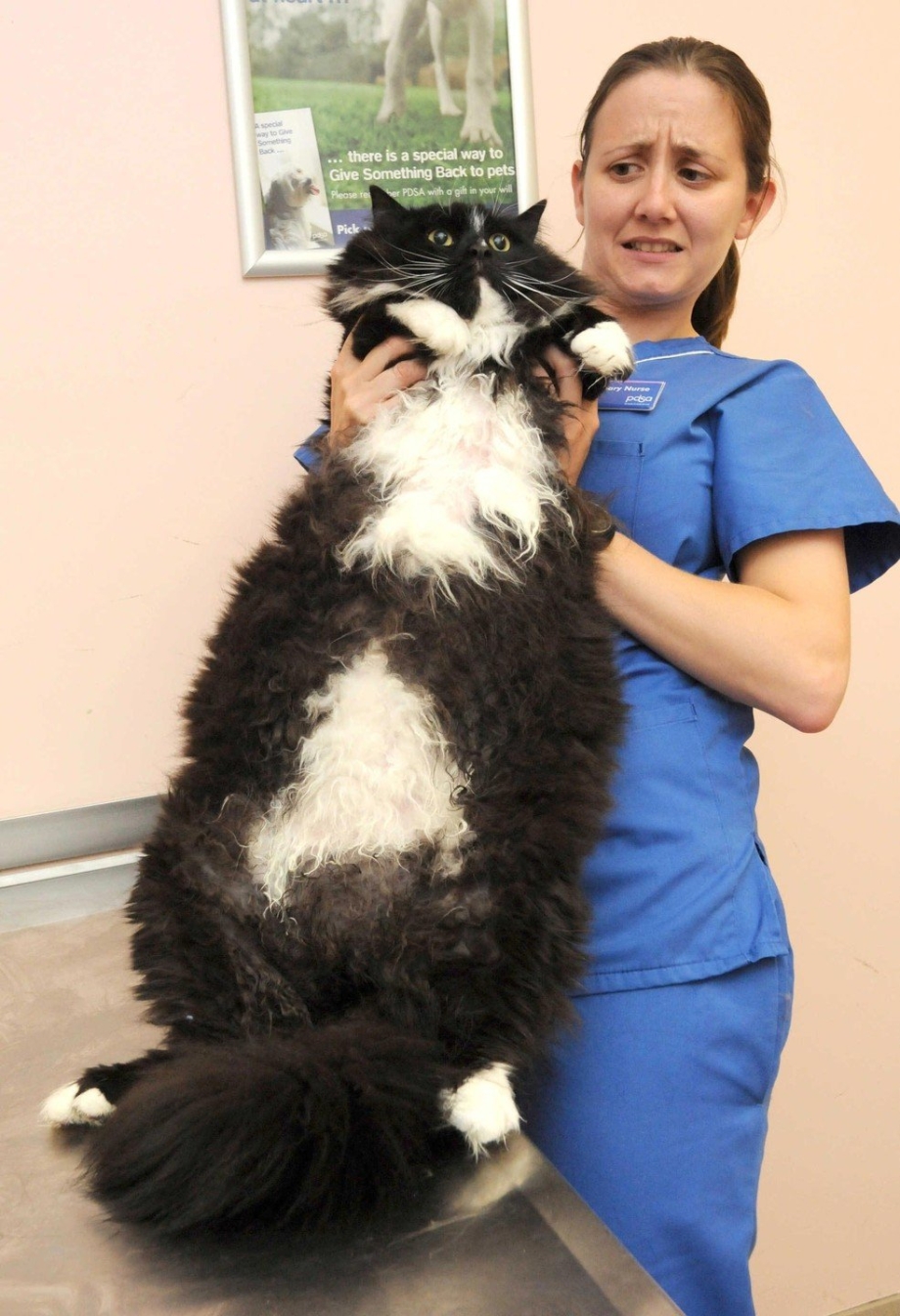 Самые большие кошки