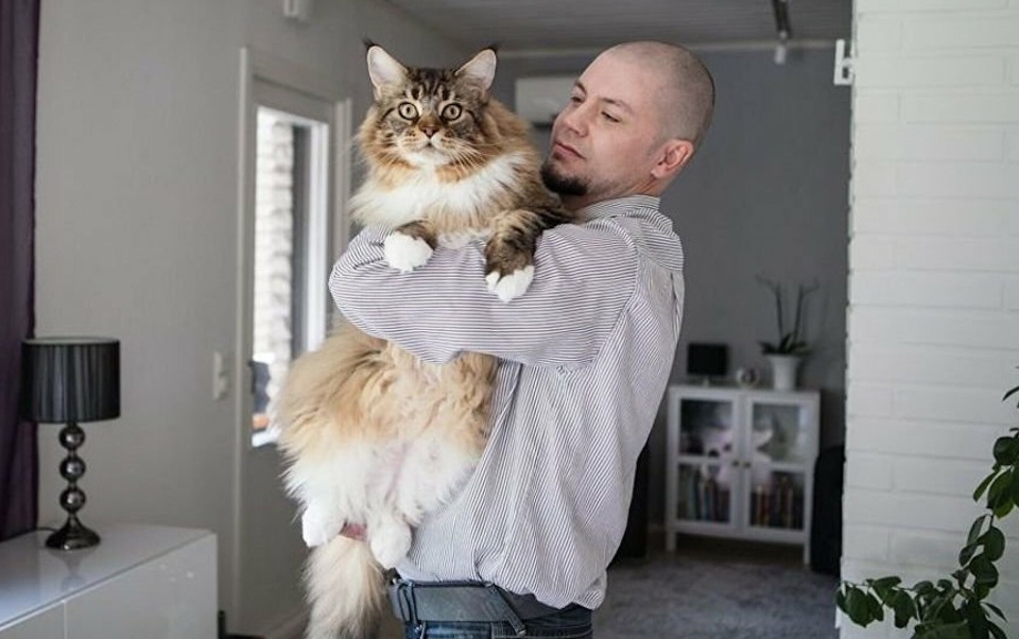 Фото кота Мейн кун с хозяином