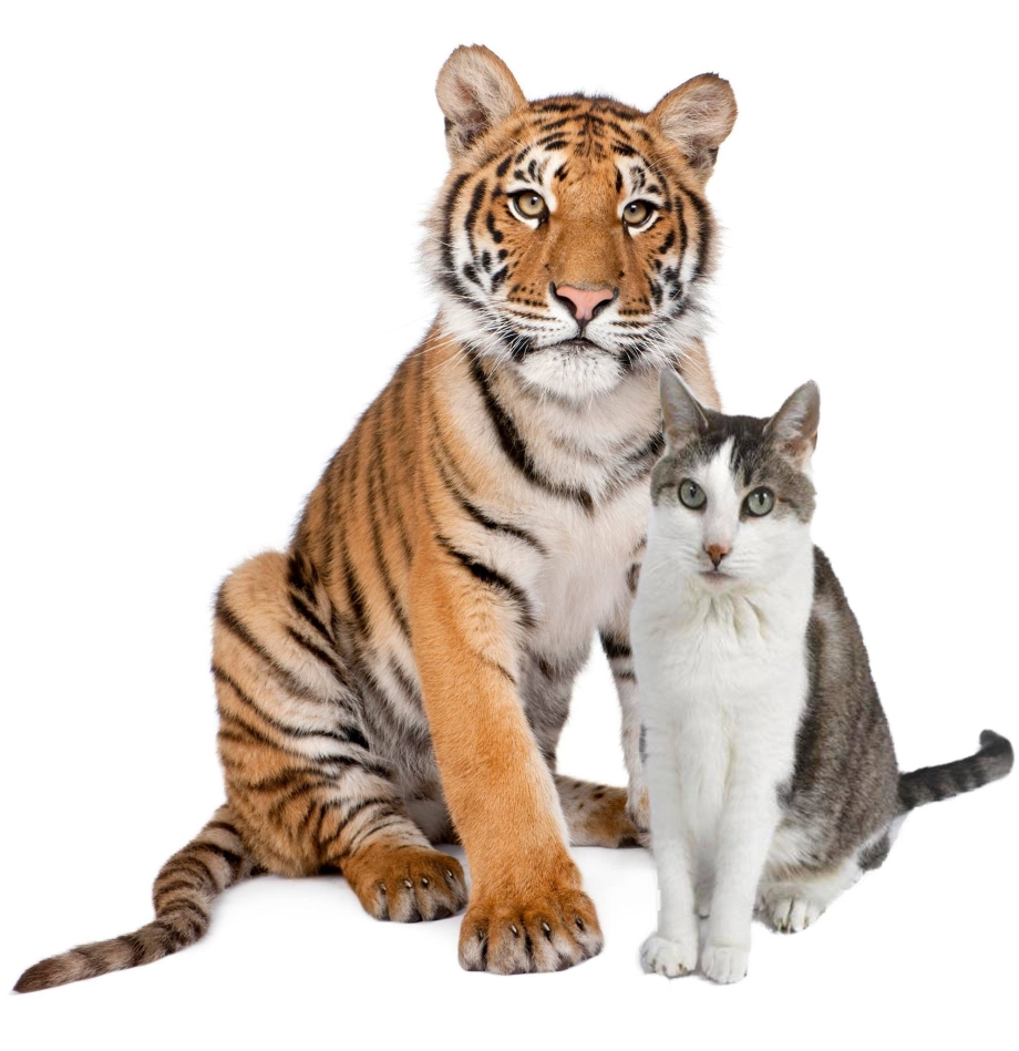 Кот тигр