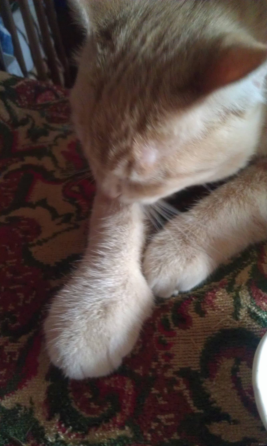 Зубы кошки укус кошки