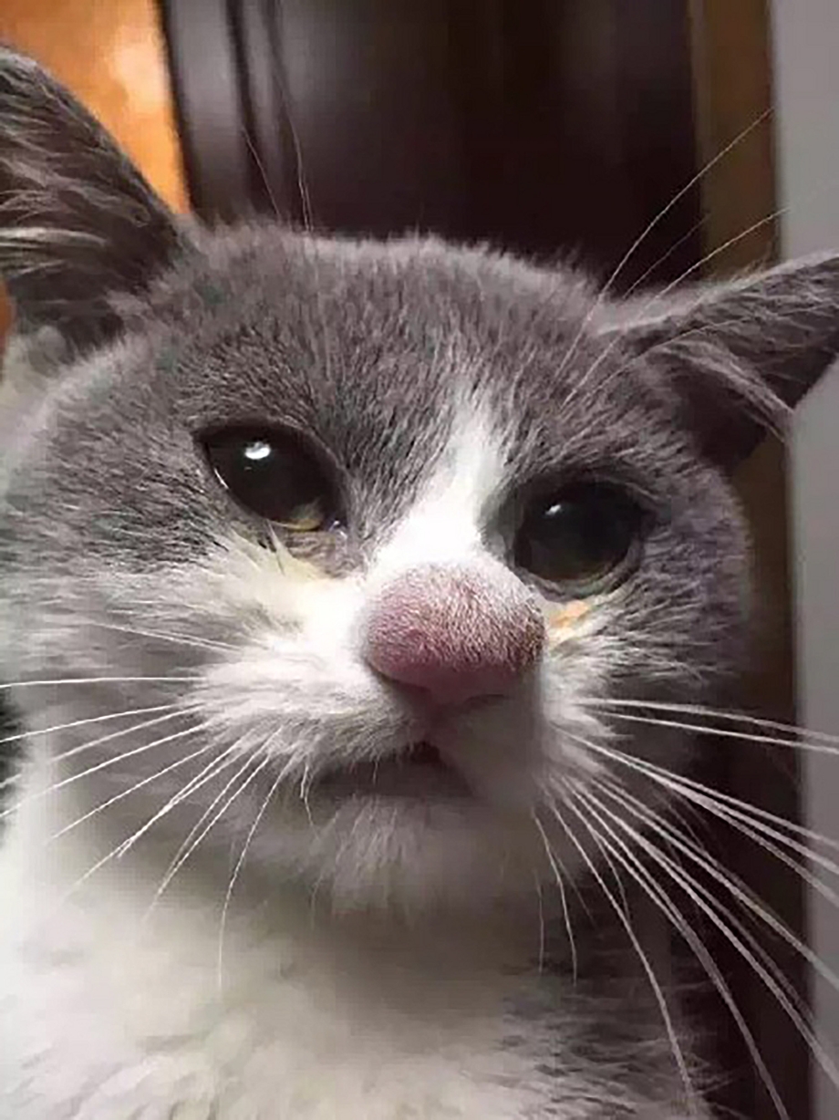 Оцарапанная рука от кота