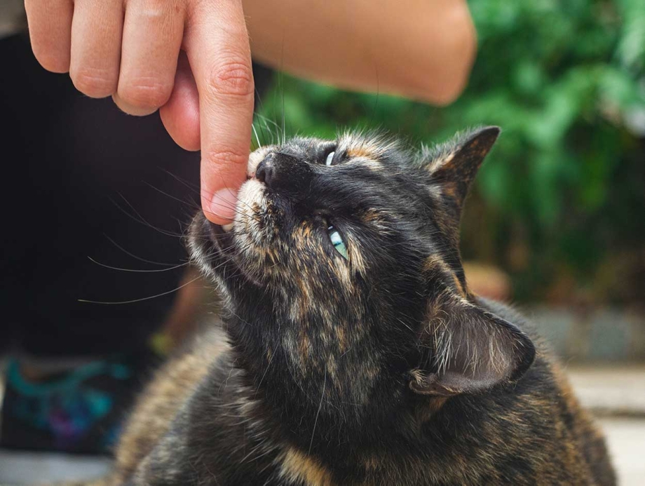 Кот царапается