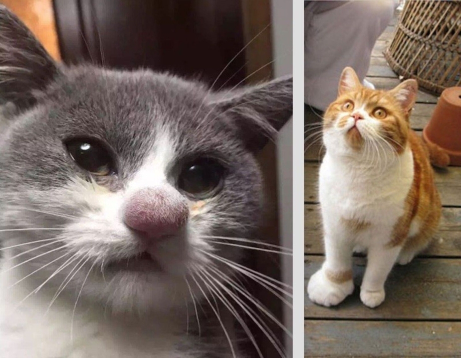 Добрый кот Мем