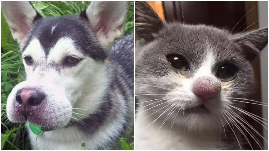 Кот и Оса
