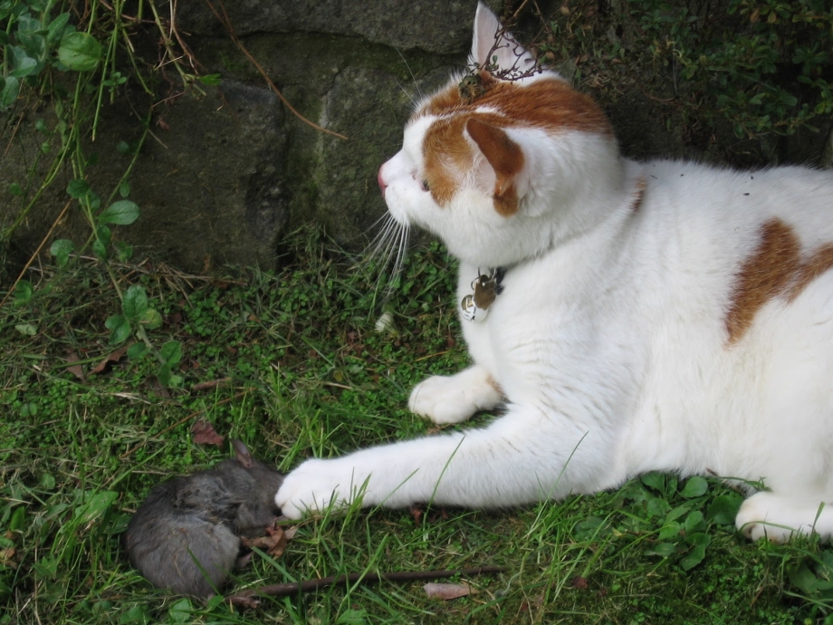 Кота чешут за ушком