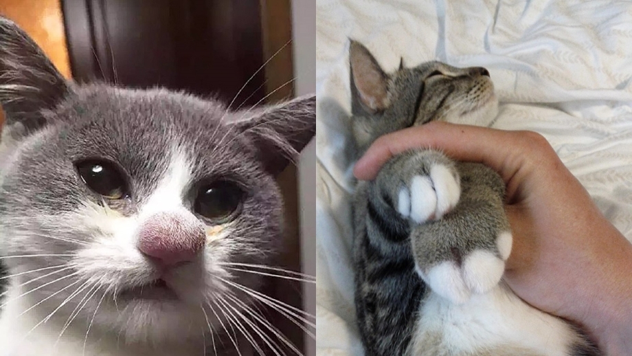 Кошку искусали пчелы