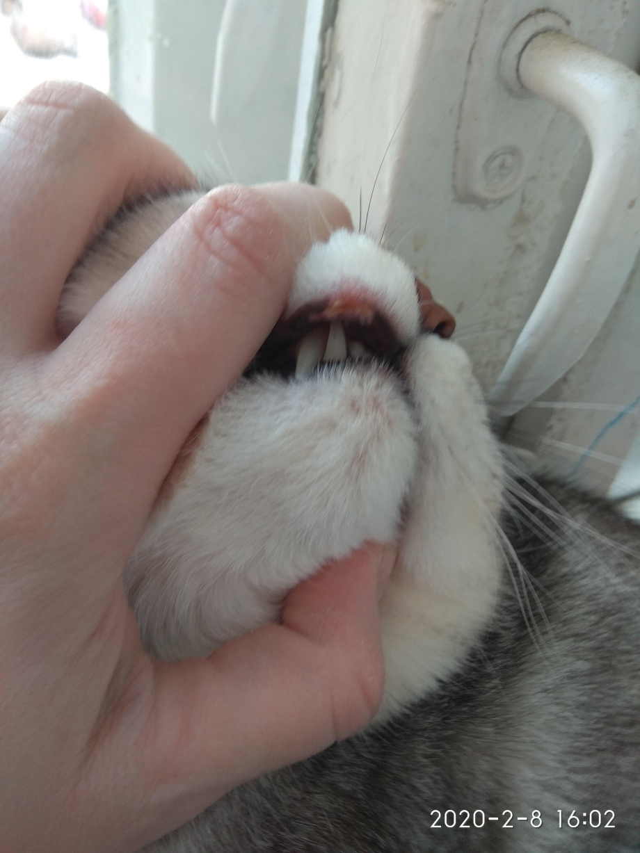 Кто такая кошка анахк