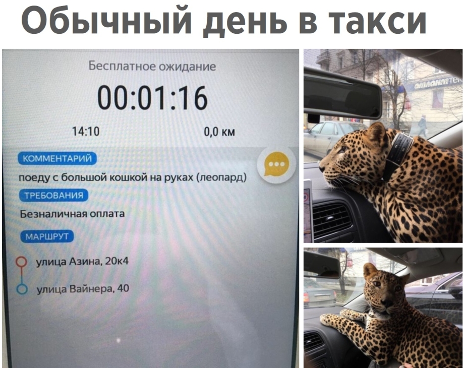 Табакси леопард