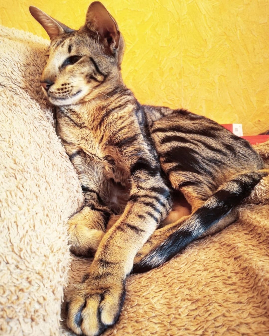 Ориентальная кошка табби
