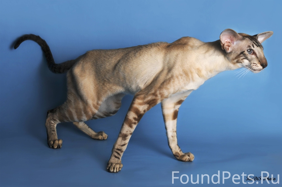 Oriental Cat cattery
