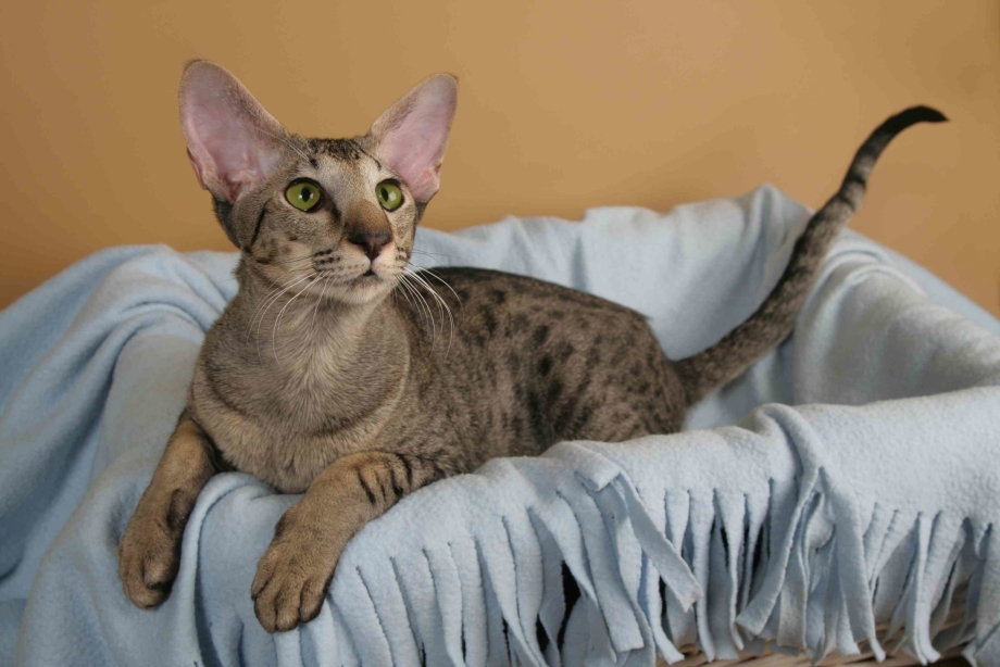 Бенгальский кот Silver tabby spotted