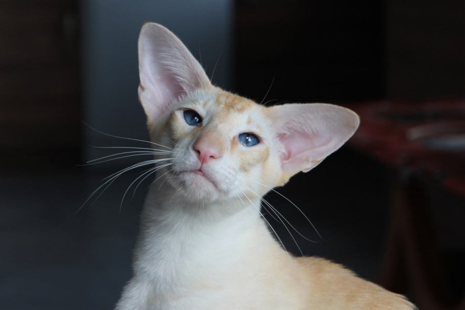 Коты ориенталы песчаные