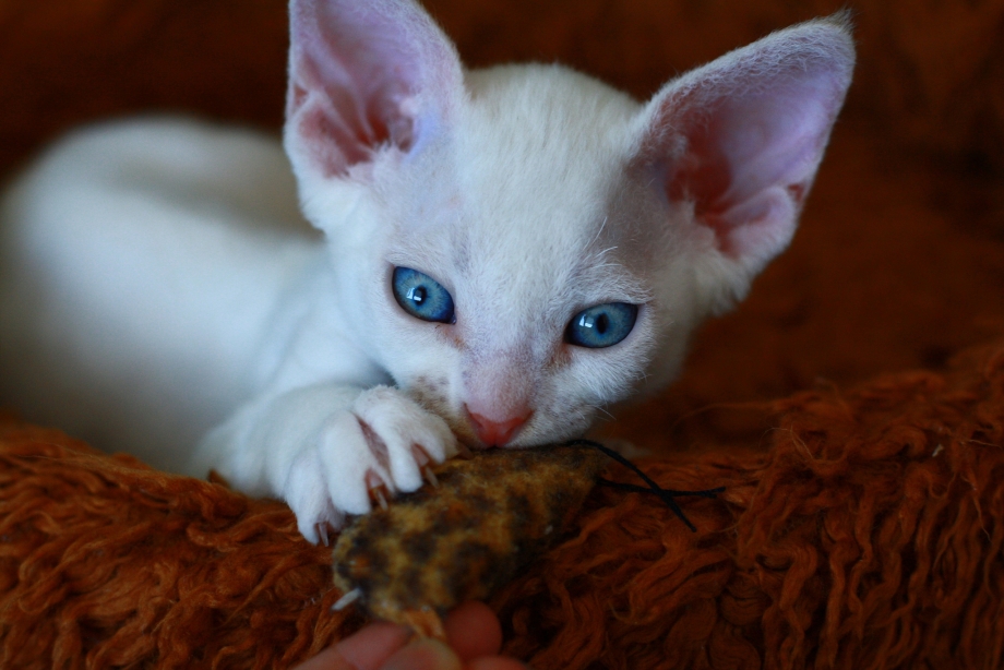 Кошка Девон рекс котенок