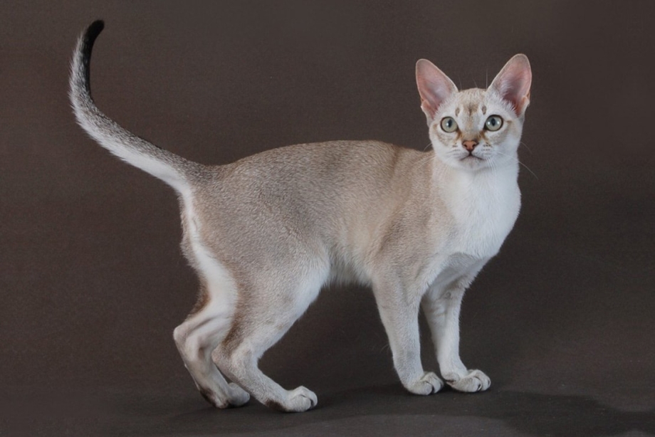 Сингапурская кошка