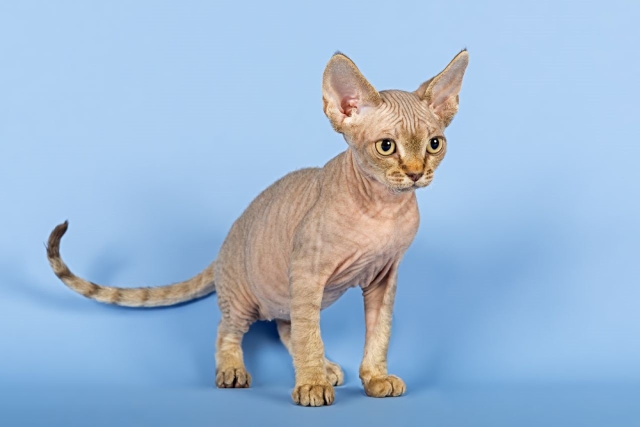Абиссинская кошка