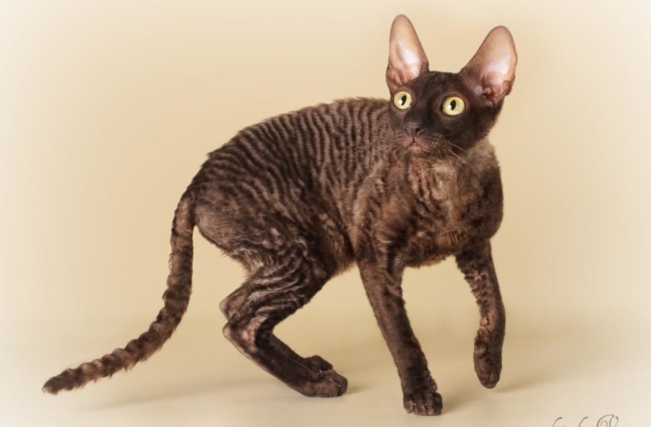 Корниш рекс кошка