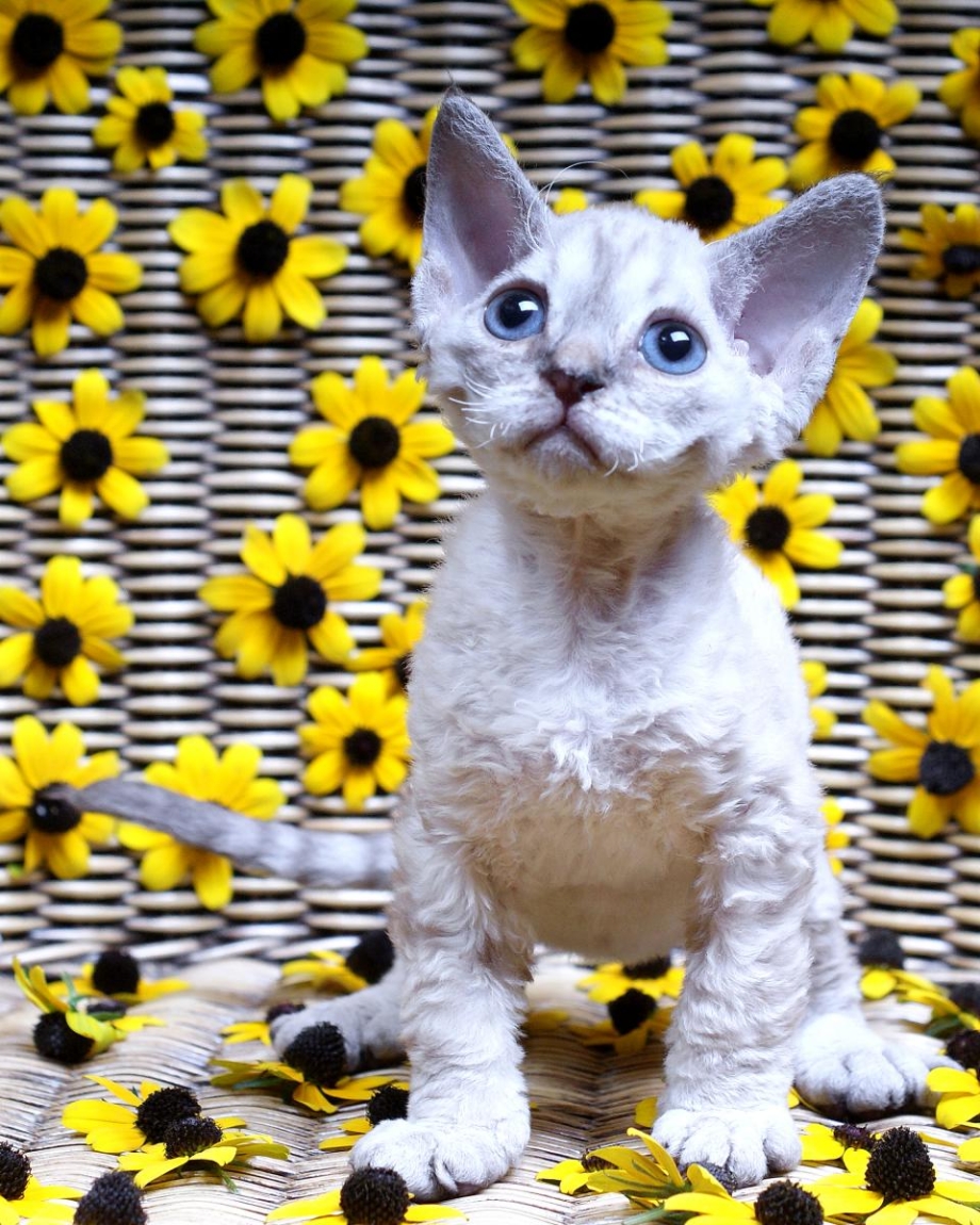 Котята породы Девон рекс