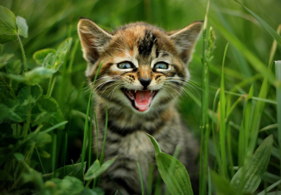 Котики на природе