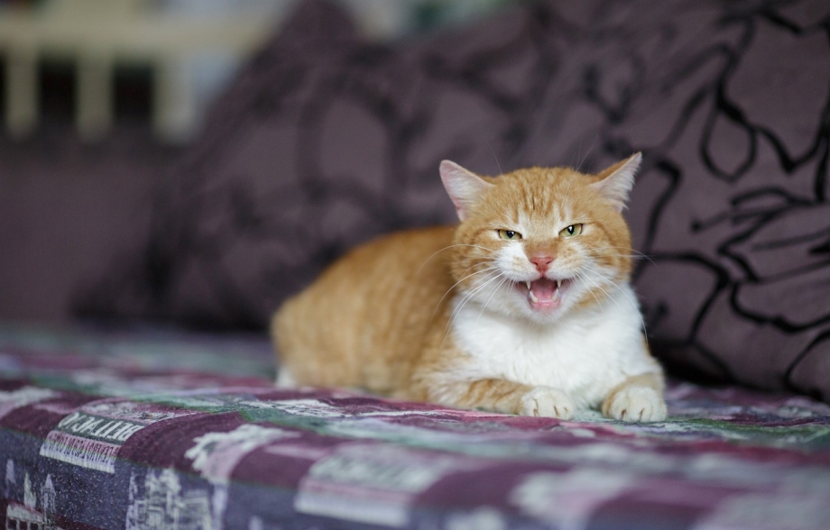 Рыжие коты на диване