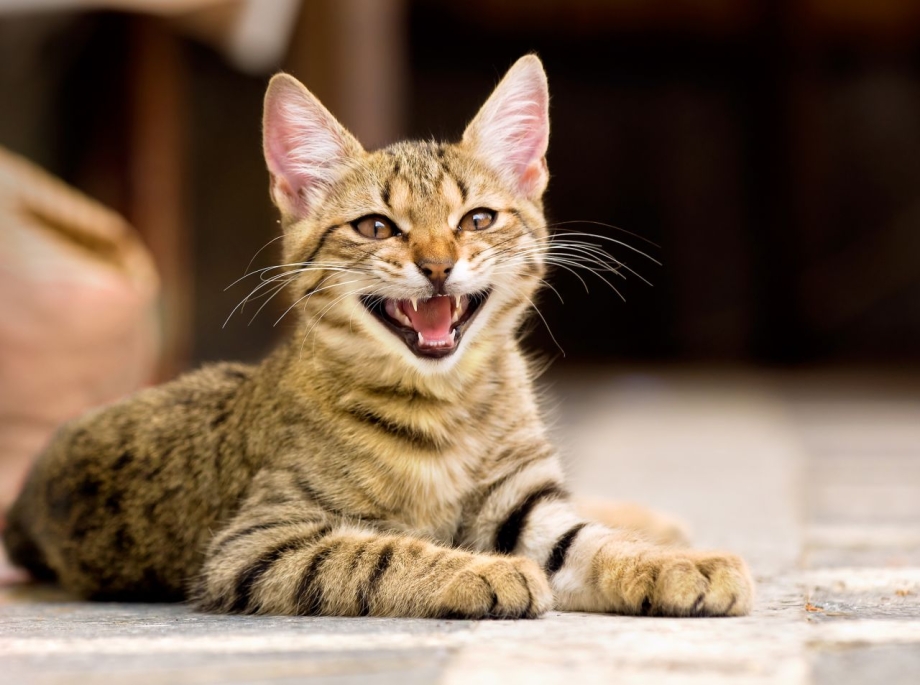 Кошки которые мяукают