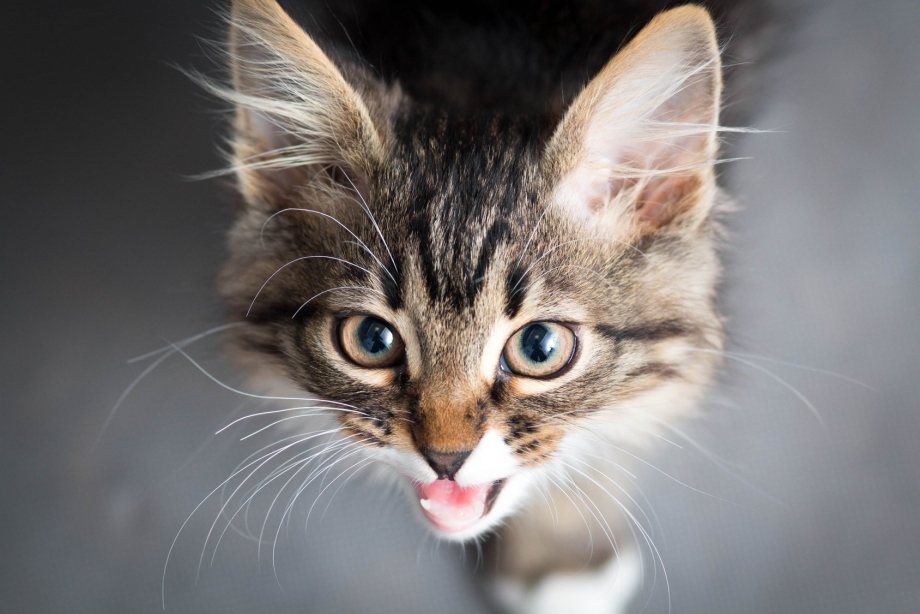 Мяуканье котят