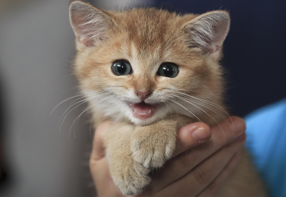 Маленькие котята мяукают